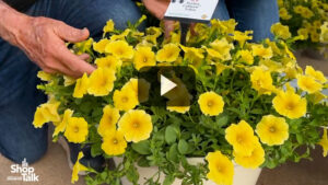 A Closer Look at PanAmerican Seed’s New Yellow Petchoa (Video)