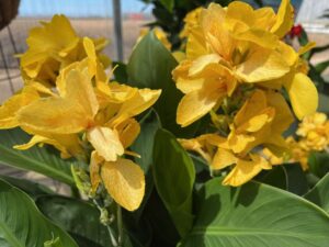 Canna 'South Pacific Yellow' (American Takii)