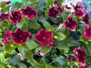Catharanthus 'Soiree Flamenco Salsa Red' (Suntory Flowers)