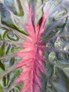 Colocasia 'Redemption' (Southern Living/Sunset Plant Collection)