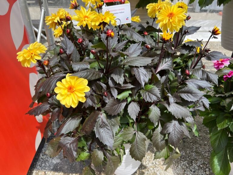 Dahlia 'Revelation Yellow' (Dümmen Orange)