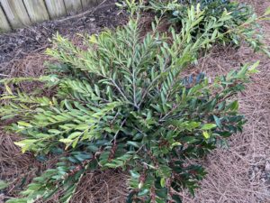 Distylium 'Vintage Jade'