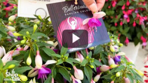 What a Tiny Dancer! New Fuchsia Ballerina Series From Dümmen Orange (Video)