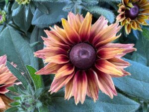 Echibeckia 'Summerina Glow' (Pacific Plug & Liner)