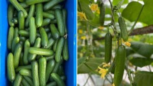 New Mini Cucumber Offers Consistency in Size, Quality