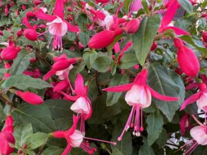 Fuschia Ballerina’s Series (Dümmen Orange)