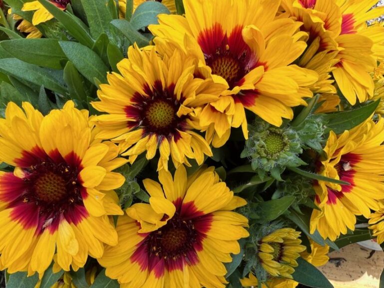 Gaillardia 'Spintop Red Starbust Improved' (Dümmen Orange)