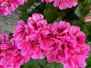 Geranium 'Big EEZE Pink Batik' (Dümmen Orange)