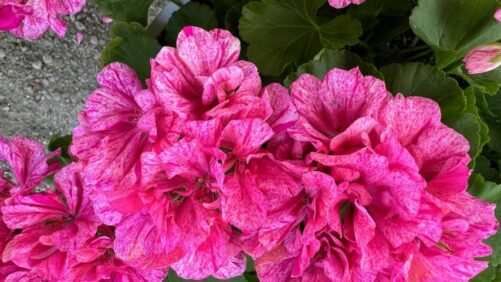 Dümmen Orange Adds Experienced Industry Veteran to Western Sales Team