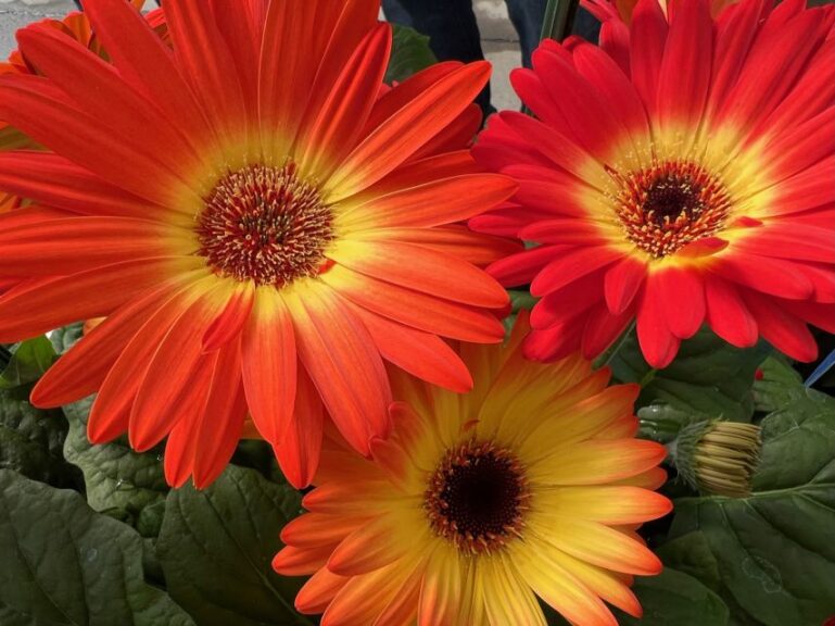 Gerbera 'Majorette Orange & Yellow Bicolor Dark Eye' (Sakata)