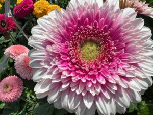 Gerbera 'Patio Monte Viso' (HilverdaFlorist)