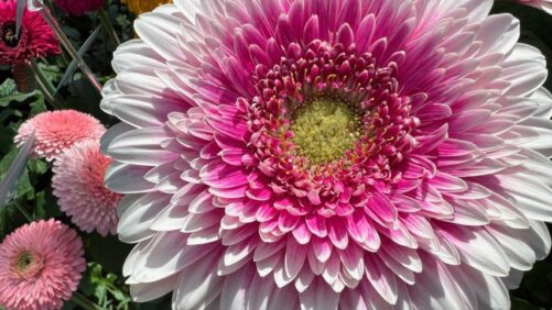 Breeders Bring New Flavor to Old Favorites on Day 3 of California Spring Trials