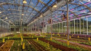 Why Small-Scale Growers Have a Great Opportunity in Today’s CEA Market