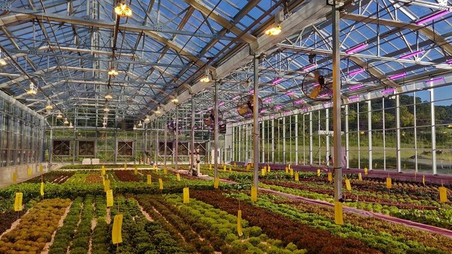 Why Small-Scale Growers Have a Great Opportunity in Today’s CEA Market