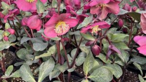 Demand for Perennials Is on the Rise