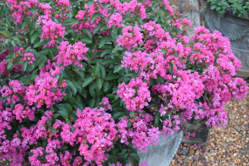 Lagerstroemia 'Cherry Delight'