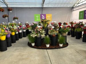 Mix It Up Container Combo Collection (Benary)