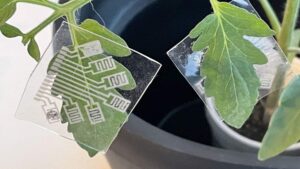 Early Detection of Plant Diseases May Be Possible With a New Device