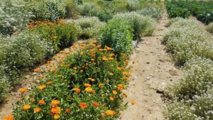 New England Research Focusing on Building Beneficial Insect Habitats