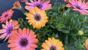 Danziger Founder Celebrates 100th Birthday Milestone