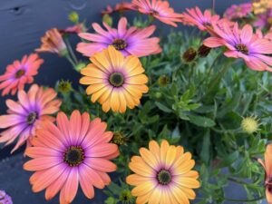 Osteospermum ecklonis 'Osticade Aurora' (Danziger)