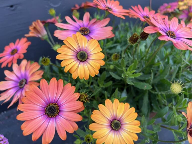 Osteospermum ecklonis 'Osticade Aurora' (Danziger)