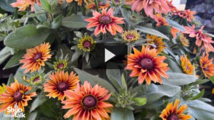 Innovations in Echibeckia Breeding at Pacific Plug & Liner (Video)