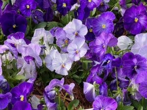 Pansy 'Spring Grandio Lavender Shades' (Sakata Ornamentals)