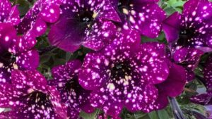 Danziger Announces New “Imagine More” Scholarship Program