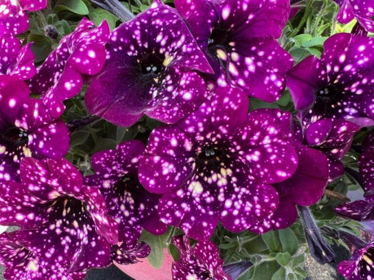 Petunia Splash Dance Series (Danziger)