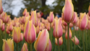 What You Should Know About Floral Fertilizer Prices in 2023