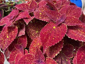 Plectranthus (Coleus) Talavera Series (Syngenta Flowers)