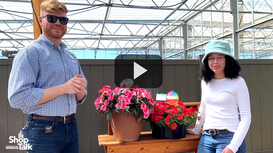 Sunpatiens and Supercal Updates From Sakata Ornamentals (Video)