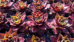 Allan Armitage: My Top Plant Selections From Day Two of the 2023 California Spring Trials