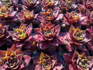 Sempervivum 'SuperSemps' (PlantHaven)