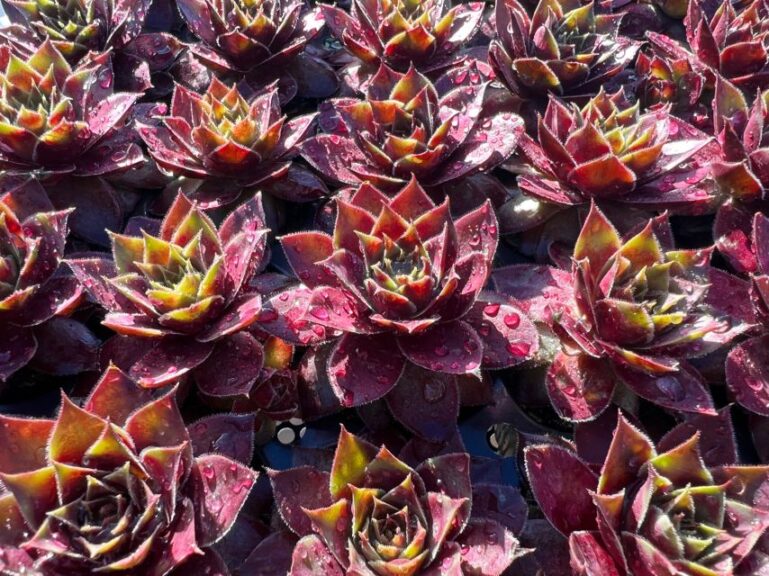Sempervivum 'SuperSemps' (PlantHaven)