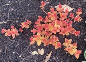 Spiraea 'Double Play Candy Corn'