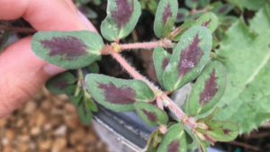 Managing Spotted Spurge in the Greenhouse