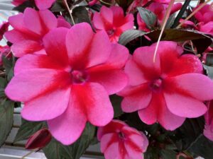 SunPatiens 'Compact Red Candy' (Sakata Ornamentals)