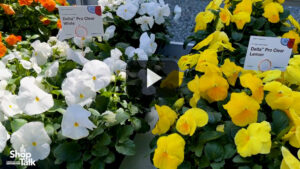 How Syngenta Flowers Is Updating Its Delta Series of Pansies (Video)