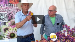 Syngenta Flowers Developing Erysimum With Better Heat and Cold Tolerance (Video)