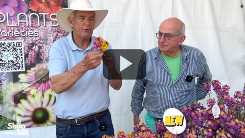 Syngenta Flowers Developing Erysimum With Better Heat and Cold Tolerance (Video)