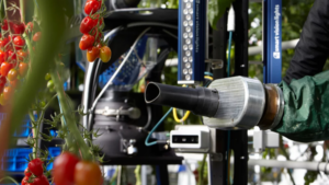 Evaluating a New Robotic Harvesting System for Greenhouse Tomatoes
