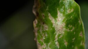 Florida Growers Monitoring Spread of Invasive Thrips Species