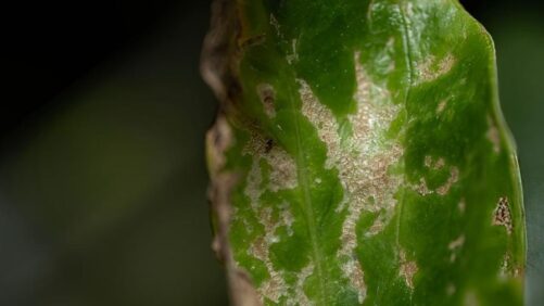 Florida Growers Monitoring Spread of Invasive Thrips Species