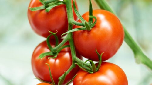 New Report Outlines Challenges and Opportunities in Greenhouse Automation