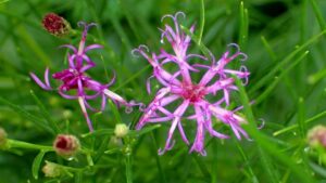 Meet the Six New Pennsylvania Horticultural Society Gold Medal Plants 