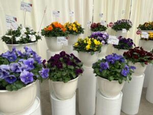 Viola Delta Pro Series (Syngenta Flowers)