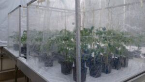 Recognizing Powdery Mildew By Sight and Smell