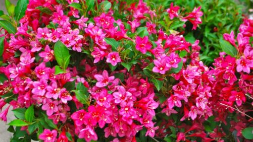 Allan Armitage on Why Low-Maintenance Shrubs Are Trending in Popularity